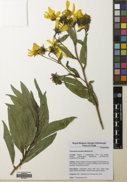 Austroflourensia thurifera [Espécimen: ]