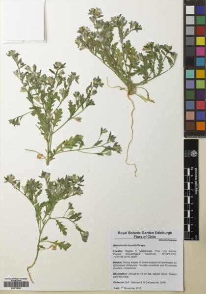 Malesherbia humilis var. humilis [Espécimen: ]