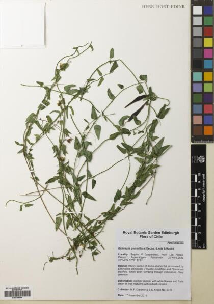 Diplolepis geminiflora [Espécimen: ]