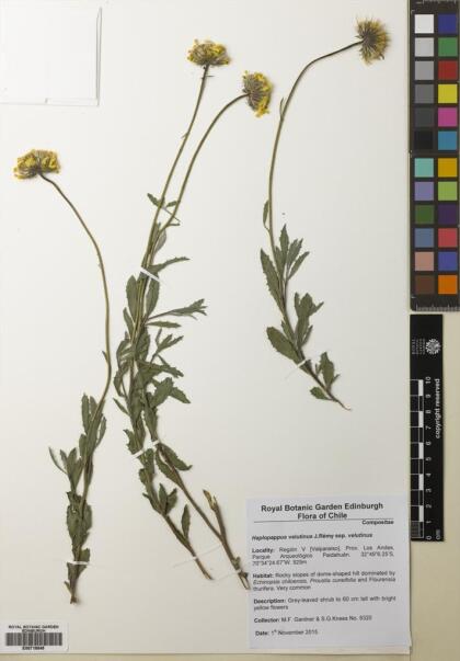 Haplopappus velutinus subsp. velutinus [Espécimen: ]