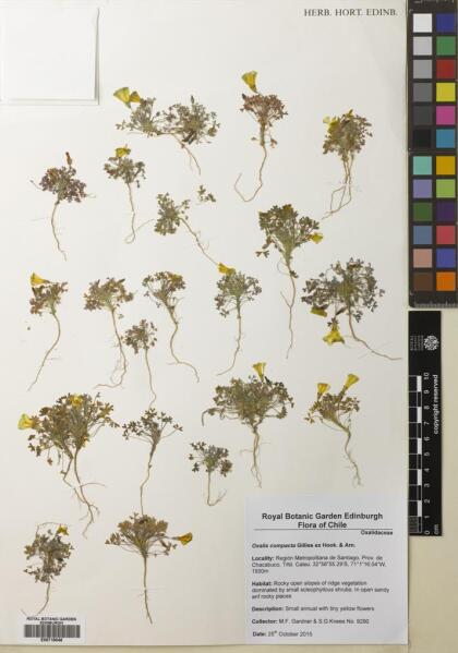 Oxalis compacta [Espécimen: ]