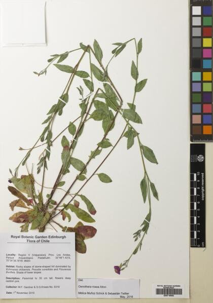 Oenothera rosea [Espécimen: ]