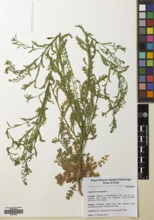 Lepidium bonariense [Espécimen: ]