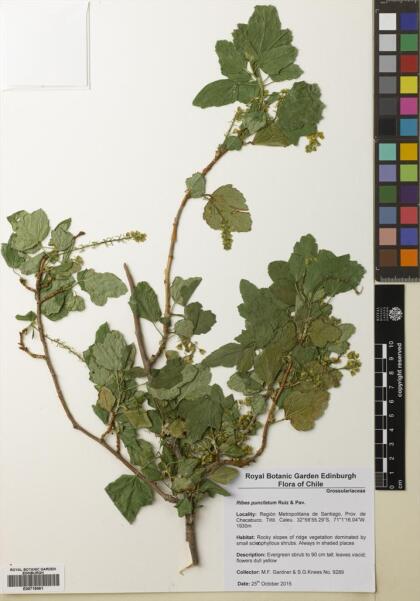 Ribes punctatum [Espécimen: ]