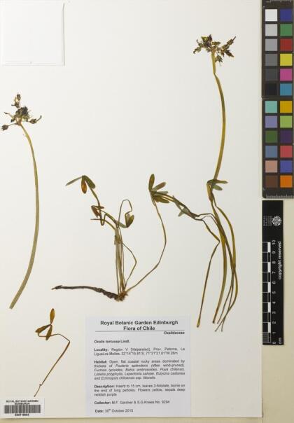 Oxalis tortuosa [Espécimen: ]