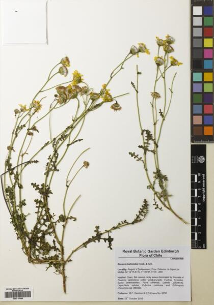 Senecio bahioides [Espécimen: ]