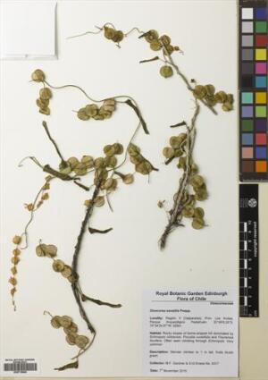 Dioscorea saxatilis [Espécimen: ]