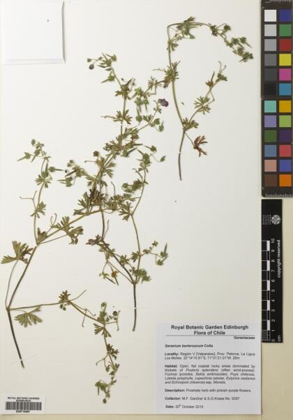 Geranium berteroanum [Espécimen: ]