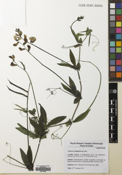 Lathyrus magellanicus [Espécimen: ]