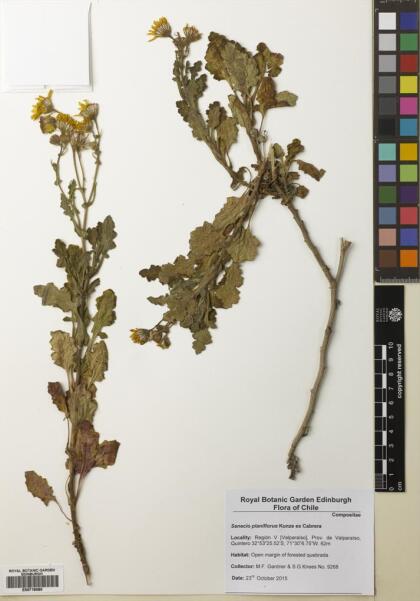 Senecio planiflorus [Espécimen: ]