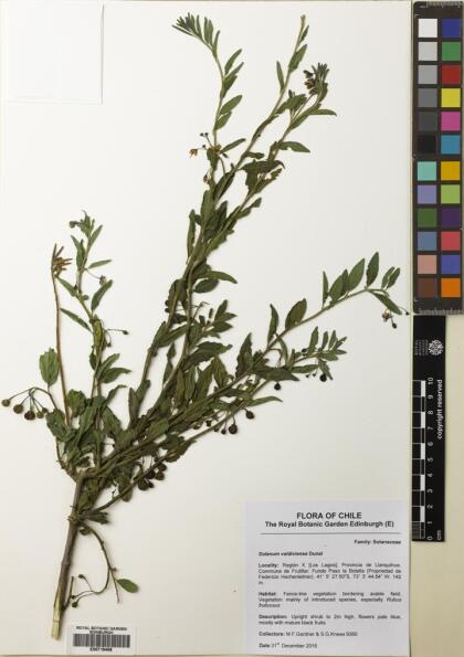 Solanum valdiviense [Espécimen: ]