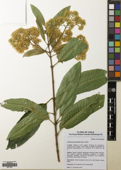 Caldcluvia paniculata [Espécimen: ]