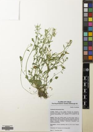 Cardamine bonariensis [Espécimen: ]