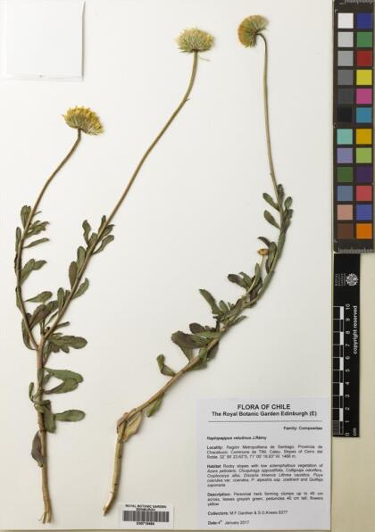 Haplopappus velutinus [Espécimen: ]