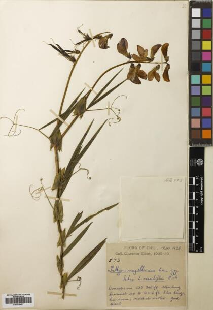 Lathyrus magellanicus [Espécimen: ]