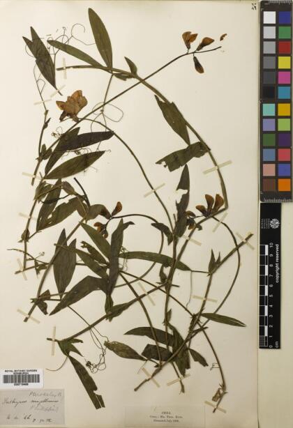 Lathyrus magellanicus [Espécimen: ]