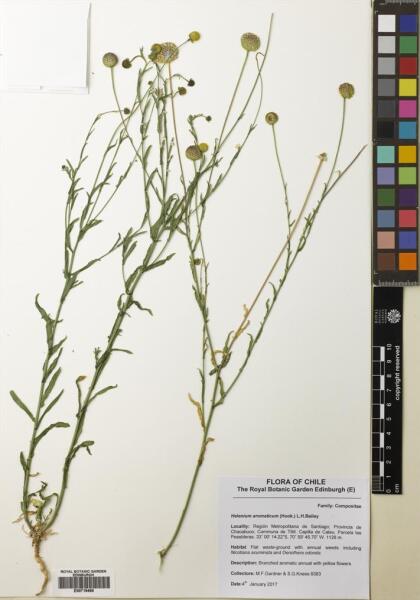 Helenium aromaticum [Espécimen: ]