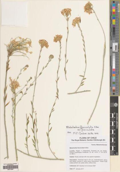 Malesherbia fasciculata var. fasciculata [Espécimen: ]