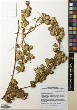 Dioscorea bryoniifolia [Espécimen: ]