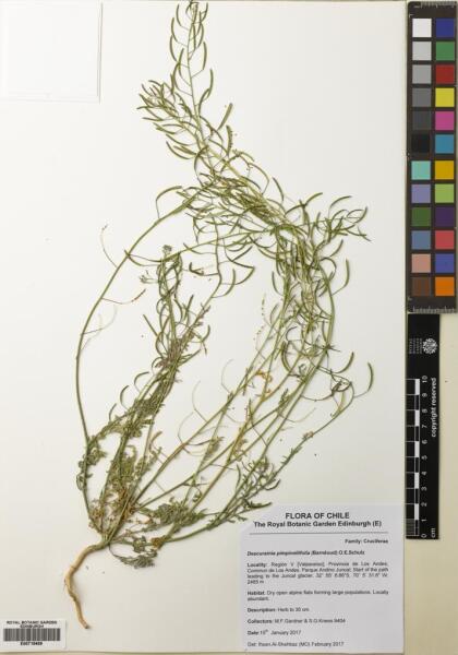 Descurainia pimpinellifolia [Espécimen: ]