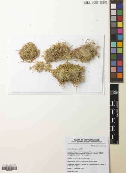 Arenaria serpens [Espécimen: ]