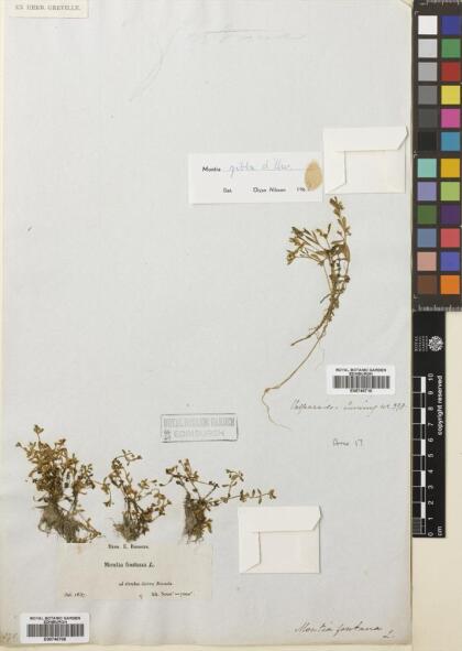 Calandrinia nitida [Espécimen: ]