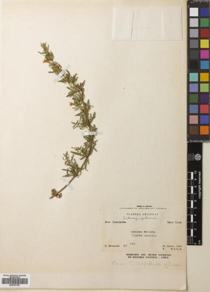 Micromeria gilliesii [Espécimen: ]