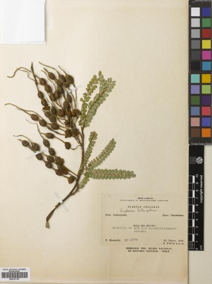 Sophora cassioides [Espécimen: ]