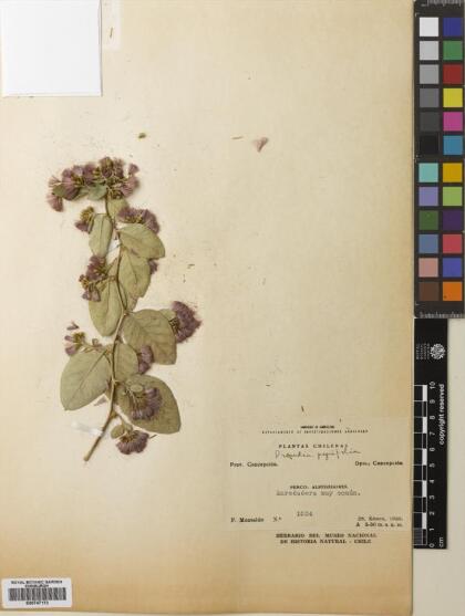 Proustia pyrifolia [Espécimen: ]