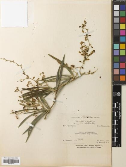 Herreria stellata [Espécimen: ]