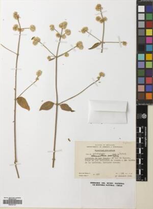 Alternanthera porrigens [Espécimen: ]