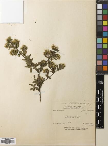 Gochnatia foliolosa var. foliolosa [Espécimen: ]