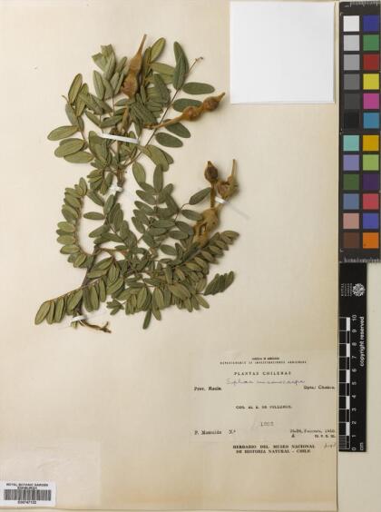 Sophora macrocarpa [Espécimen: ]