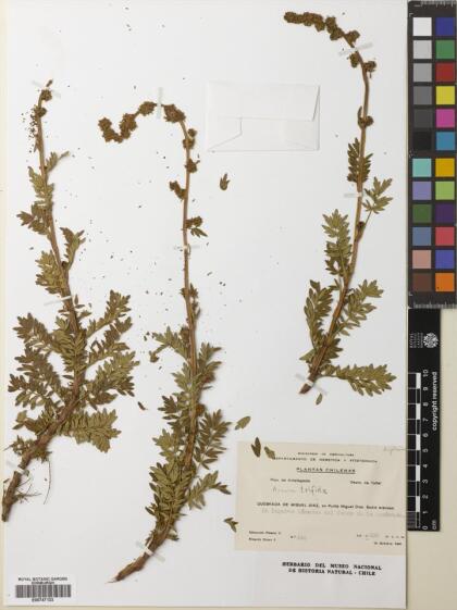 Acaena trifida [Espécimen: ]