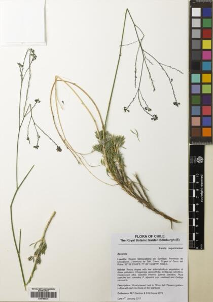 Adesmia mucronata [Espécimen: ]