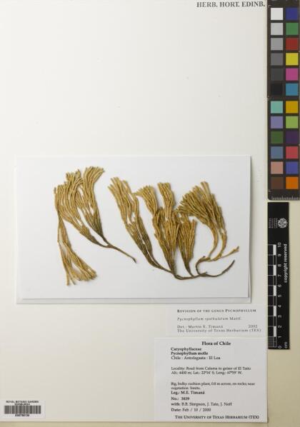 Pycnophyllum molle [Espécimen: ]