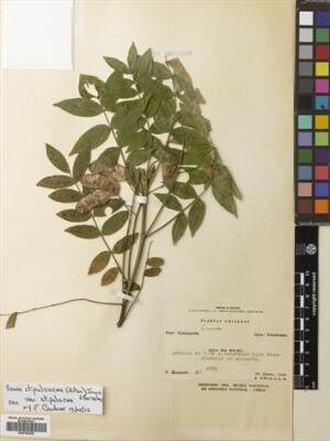 Senna stipulacea [Espécimen: ]
