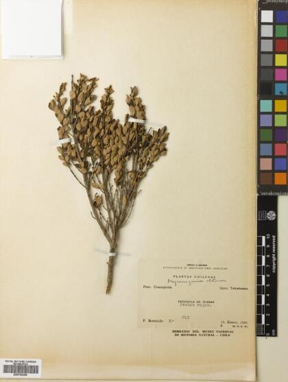 Myrceugenia obtusa [Espécimen: ]