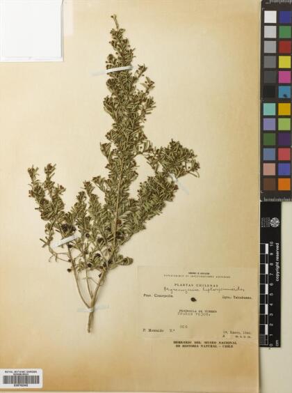 Myrceugenia leptospermoides [Espécimen: ]