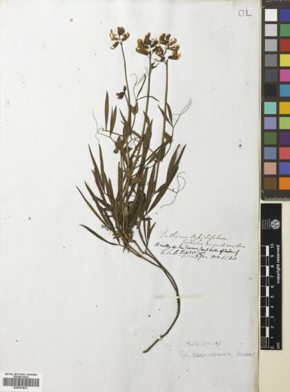 Lathyrus magellanicus [Espécimen: ]