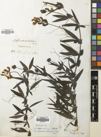 Lathyrus magellanicus [Espécimen: ]