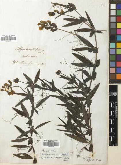 Lathyrus magellanicus [Espécimen: ]
