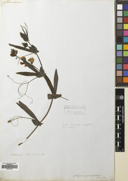 Lathyrus magellanicus [Espécimen: ]