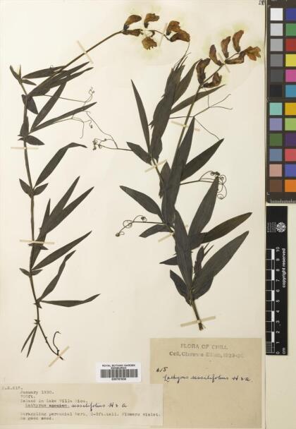 Lathyrus magellanicus [Espécimen: ]