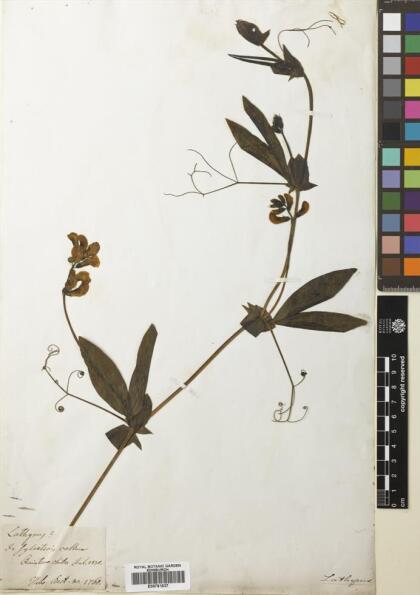 Lathyrus magellanicus [Espécimen: ]