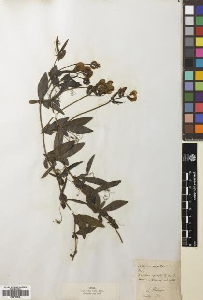 Lathyrus magellanicus [Espécimen: ]
