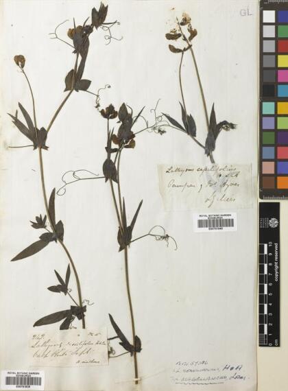 Lathyrus magellanicus [Espécimen: ]