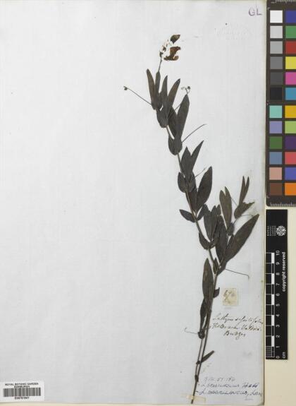 Lathyrus magellanicus [Espécimen: ]