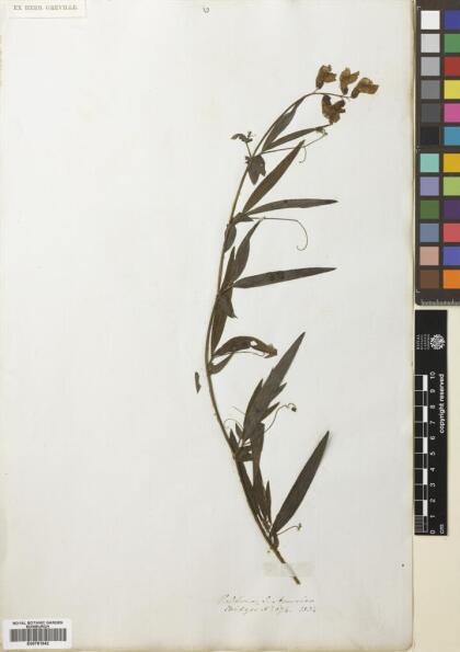 Lathyrus magellanicus [Espécimen: ]