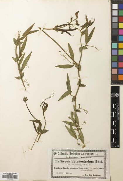 Lathyrus magellanicus [Espécimen: ]